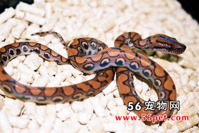 �����ʺ���-��Ʒ��