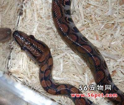 �����ʺ���-��Ʒ��