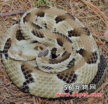 ɭ����β��-��Ʒ��