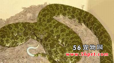 ����ɳ��-��Ʒ��