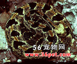 ɭ����β��-��Ʒ��