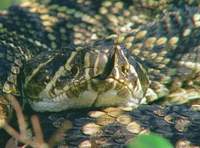 ɭ����β��-��Ʒ��