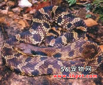 ����������-��Ʒ��