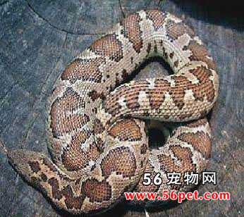 ɭ����β��-��Ʒ��