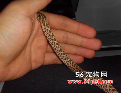 ����������-��Ʒ��