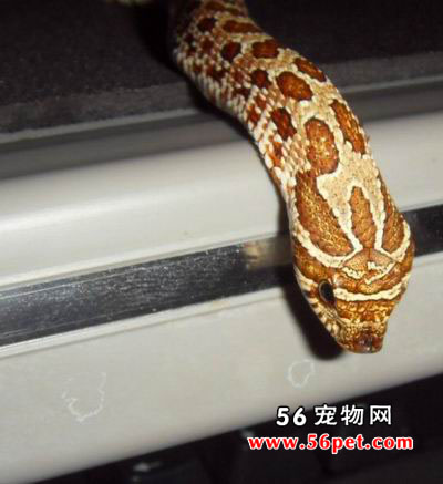 ����������-��Ʒ��