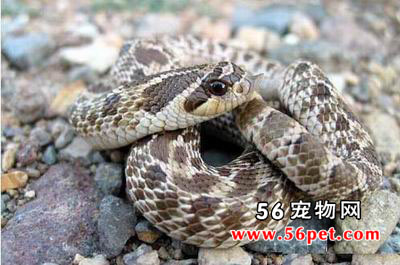 ����������-��Ʒ��