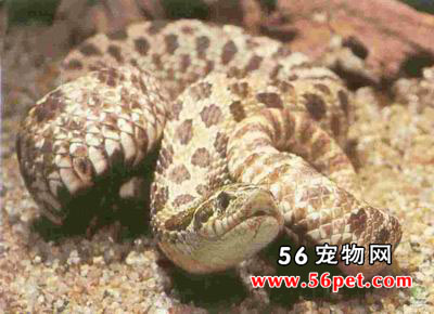 ����������-��Ʒ��