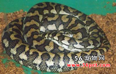 ������ʯ��-��Ʒ��