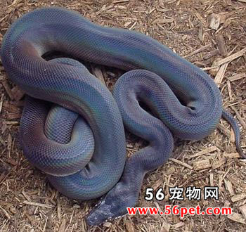 ������-��Ʒ��