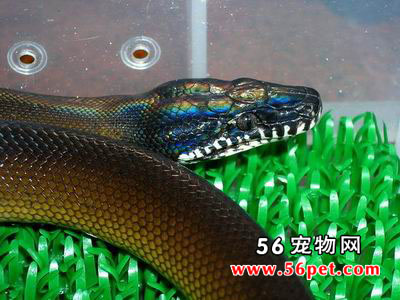 ������-��Ʒ��