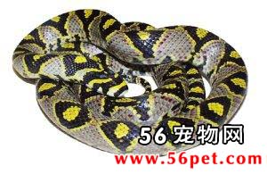 ��ɰ��-��Ʒ��