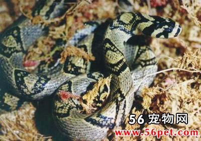 ��ɰ��-��Ʒ��