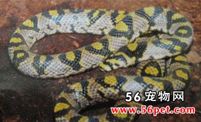 ��ɰ��-��Ʒ��