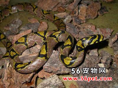 ��ɰ��-��Ʒ��