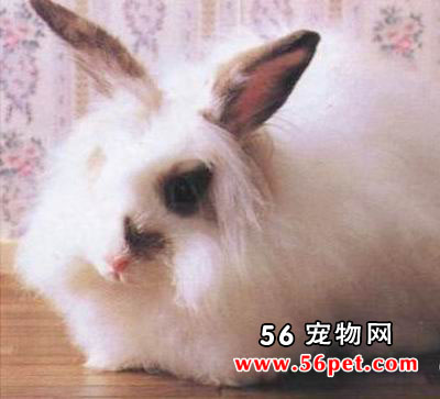 ������������-����Ʒ��