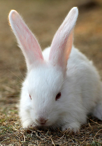 �������õĶ���-���ó�ʶ