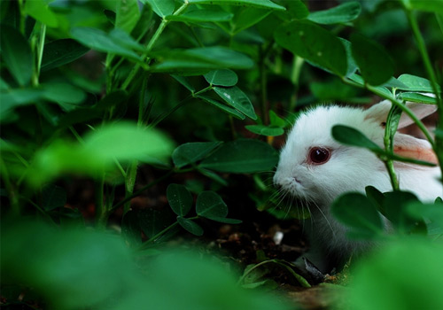 ����������������-���ó�ʶ