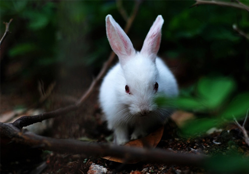 ������֪������ȷιʳʱ��-��������