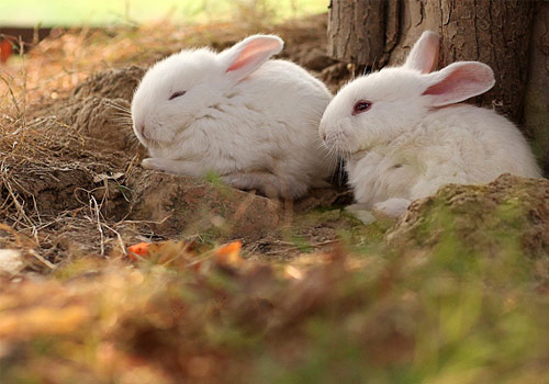 �������ô�ͣ���ζ���׺�-��������