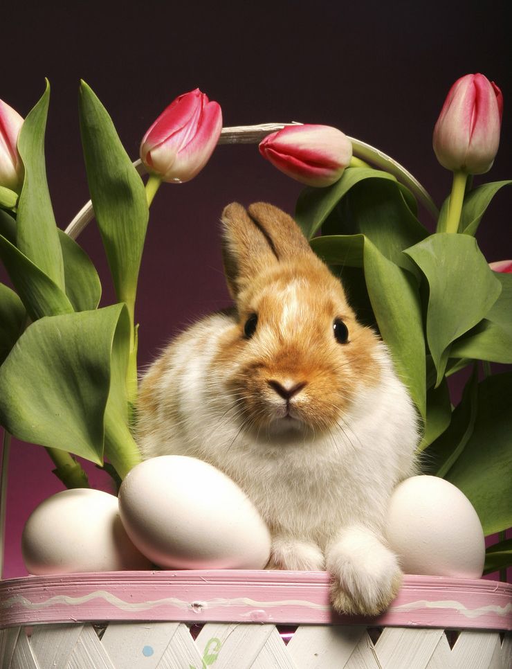 ������ιע������-��������