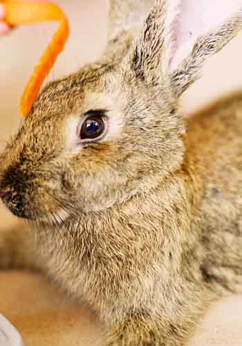 ����ж�ĸ���Ƿ��б���-���÷�ֳ