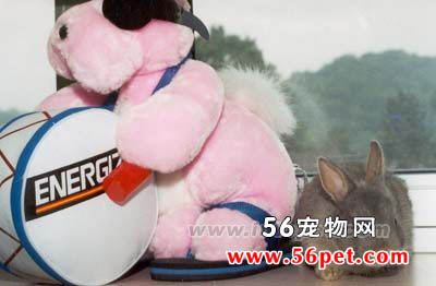 ����Ҳ������ߵ�����-����ѵ��