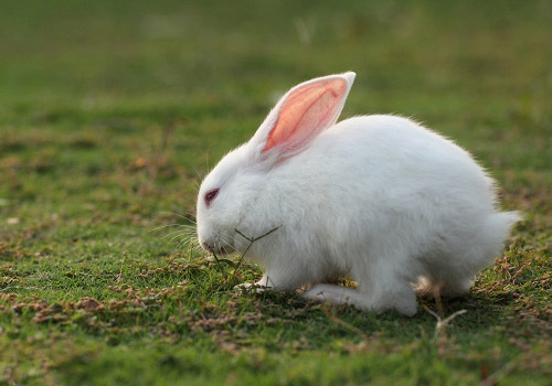 ����б�������ķ���-���ü���