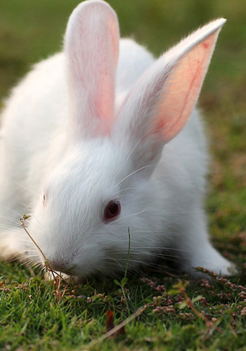 ��ȷ�����þ߿ɼ���������-���ü���