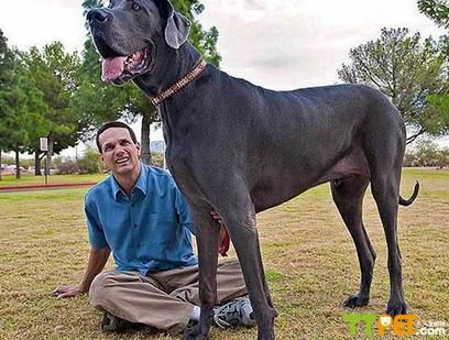 大丹犬适合家庭养吗