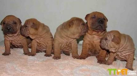 ɳƤ������