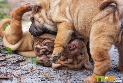 骨嘴沙皮犬多少钱