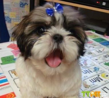 ��ʩȮ����