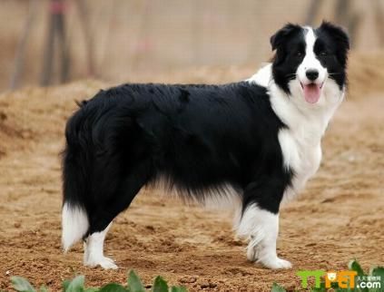 北京边境牧羊犬