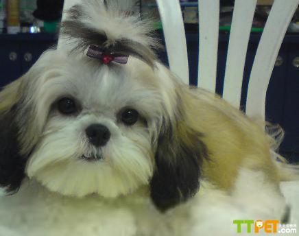 ��ʩȮ������ϰ��