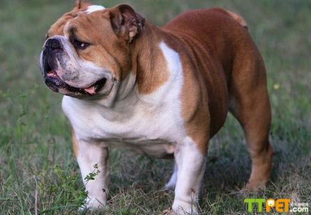 ��ţȮ����