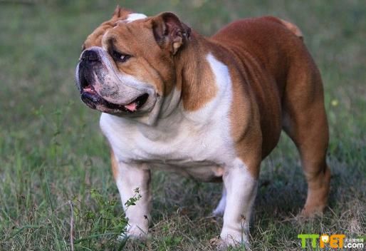 ��ţȮ���ֺ�