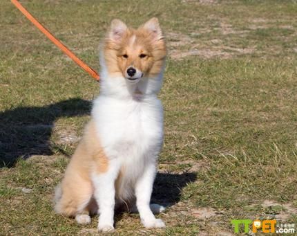 ����ϲ�ֵٵ�����