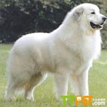 ���Ĵ����Ȯ