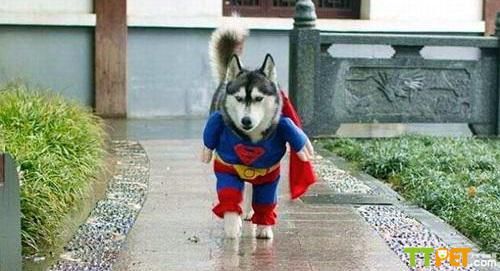 ��ʿ���Ц��Ƶ