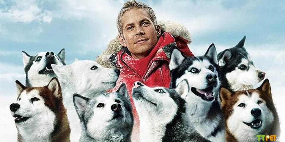 ���ڹ�ʿ��ĵ�Ӱ