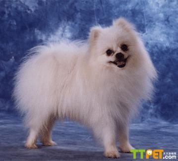 ����Ȯ��ʲô