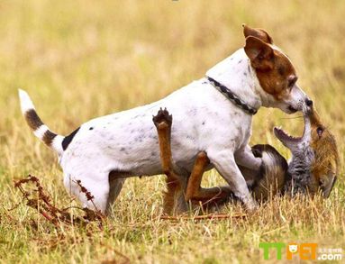 �������Ȯ�İ���