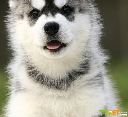 ��ʿ�洿��