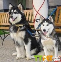 ��ʿ��Ͱ���˹��Ȯ����