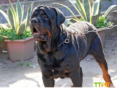 ��С�����ļ�������������ȮΣ����