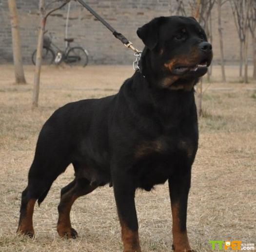 ������Ȯ��ʲô��