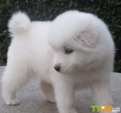 如何辨别萨摩犬