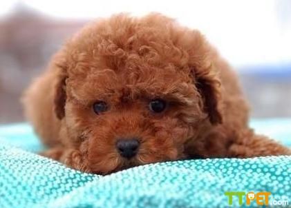 泰迪犬