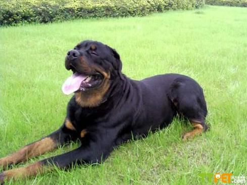 罗威纳犬什么时候发情